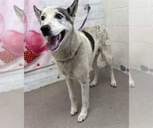 German Shepherd Dog Dogs for adoption in San Bernardino, CA, USA