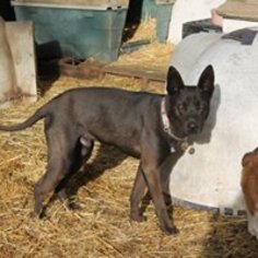 Australian Kelpie-Unknown Mix Dogs for adoption in Paso Robles, CA, USA