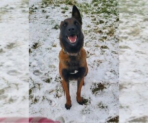 Mutt Dogs for adoption in Stevens Point, WI, USA