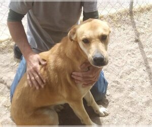 Great Dane-Unknown Mix Dogs for adoption in Golden Valley, AZ, USA