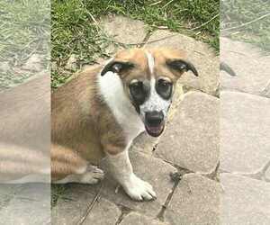 Australian Shepherd-Collie Mix Dogs for adoption in Mechanicsburg, PA, USA