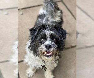 Shih Tzu-Unknown Mix Dogs for adoption in Buffalo, NY, USA