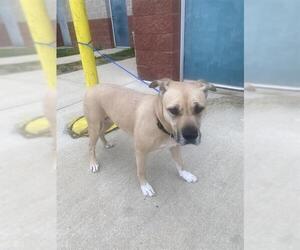 Labrador Retriever-Unknown Mix Dogs for adoption in Forestville, MD, USA