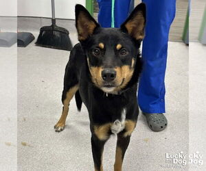 Mutt Dogs for adoption in Washington, DC, USA