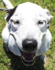 Medium Photo #1 Dalmatian-Labrador Retriever Mix Puppy For Sale in Houston, TX, USA