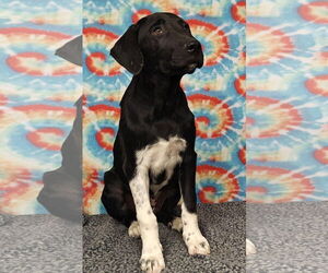 Great Pyrenees-Unknown Mix Dogs for adoption in Talladega, AL, USA