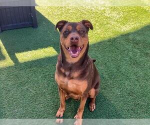 Doberman Pinscher-Unknown Mix Dogs for adoption in Orange, CA, USA