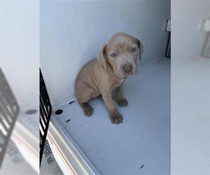 Mutt Dogs for adoption in Houston, TX, USA