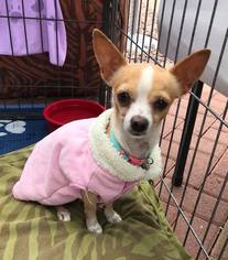 Chiweenie Dogs for adoption in CHANDLER, AZ, USA