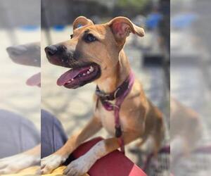 Boxer-Staffordshire Bull Terrier Mix Dogs for adoption in Sacramento, CA, USA