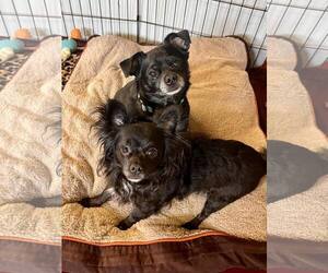 Chihuahua-Unknown Mix Dogs for adoption in Webster, WI, USA