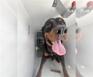 Rottweiler Dogs for adoption in Houston, TX, USA