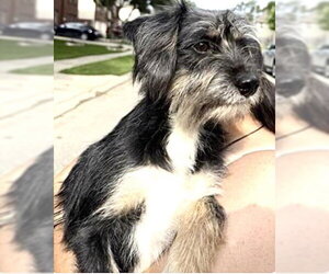 Miniature Schnauzer-Unknown Mix Dogs for adoption in Houston, TX, USA