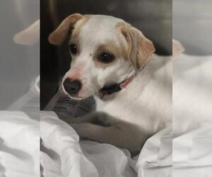 Chihuahua Dogs for adoption in Bakersfield, CA, USA