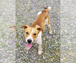 Basenji-Unknown Mix Dogs for adoption in Mooresville, NC, USA