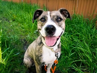 Bogle Dogs for adoption in Seattle, WA, USA