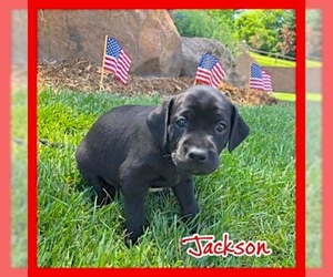Mutt Dogs for adoption in Jasper, IN, USA