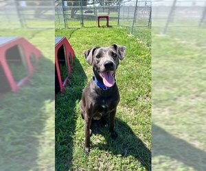 Labmaraner Dogs for adoption in Corpus Christi, TX, USA