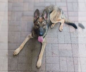 German Shepherd Dog-Unknown Mix Dogs for adoption in columbia, SC, USA