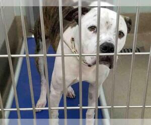 Bulloxer Dogs for adoption in Fort Lauderdale, FL, USA