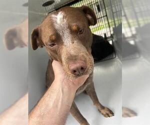 American Pit Bull Terrier-Unknown Mix Dogs for adoption in Houston, TX, USA