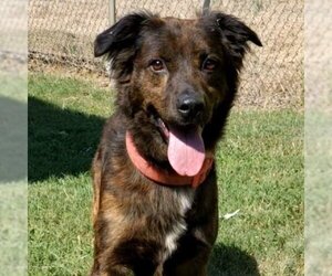 Mutt Dogs for adoption in Russellville, KY, USA