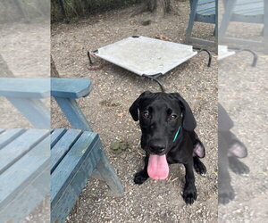 Labrador Retriever-Unknown Mix Dogs for adoption in Elmsford, NY, USA