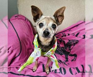 Chihuahua Dogs for adoption in Camarillo, CA, USA