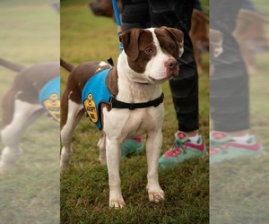 American Pit Bull Terrier Dogs for adoption in La Vergne, TN, USA