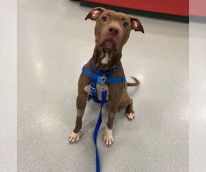American Pit Bull Terrier Dogs for adoption in Boston, MA, USA