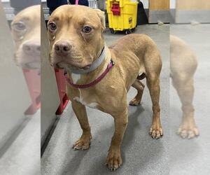 American Bulldog-Unknown Mix Dogs for adoption in Forestville, MD, USA