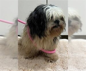 Shih Tzu Dogs for adoption in Santa Maria, CA, USA