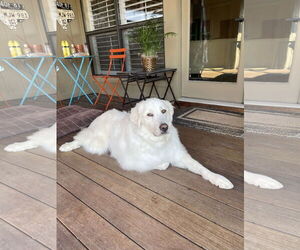 Great Pyrenees-Unknown Mix Dogs for adoption in Houston, TX, USA