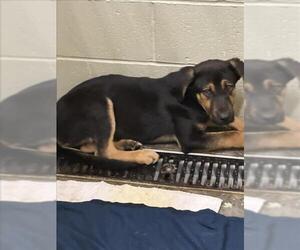 German Shepherd Dog-Unknown Mix Dogs for adoption in Upland, CA, USA