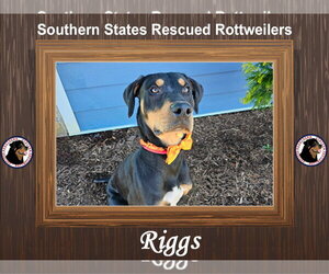 Rottweiler-Unknown Mix Dogs for adoption in White Hall, AR, USA