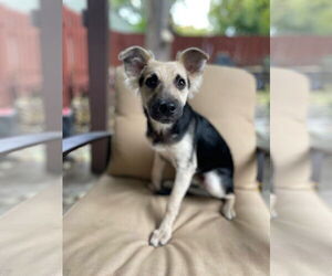 Poodle (Miniature)-Unknown Mix Dogs for adoption in St. Louis Park, MN, USA