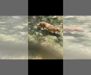 Mutt Dogs for adoption in San Antonio, TX, USA