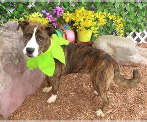Collie-Unknown Mix Dogs for adoption in Oklahoma City, OK, USA