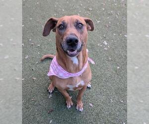 Labrador Retriever-Unknown Mix Dogs for adoption in San Martin, CA, USA