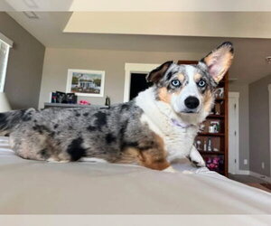 Mutt Dogs for adoption in Denver , CO, USA