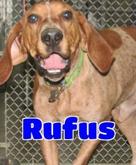 Redbone Coonhound Dogs for adoption in Lawrenceburg, KY, USA