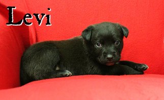 Labrador Retriever-Unknown Mix Dogs for adoption in Houston, MO, USA