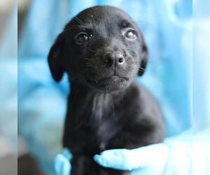 Mutt Dogs for adoption in San Antonio, TX, USA