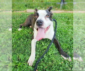 Mutt Dogs for adoption in Sacramento, CA, USA