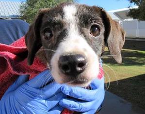 Mutt Dogs for adoption in Litchfield Park, AZ, USA