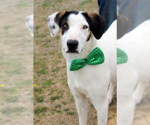 Medium Photo #1 Dalmatian-Labrador Retriever Mix Puppy For Sale in Arlington, TX, USA