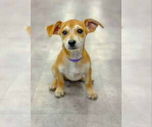 Chiweenie Dogs for adoption in PIPE CREEK, TX, USA