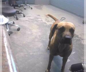 Redbone Coonhound-Rhodesian Ridgeback Mix Dogs for adoption in Tallahassee, FL, USA