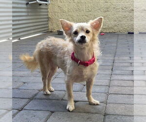 Maltipom Dogs for adoption in Chico, CA, USA