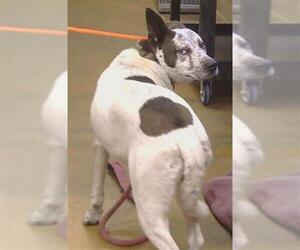 Mutt Dogs for adoption in Sacramento, CA, USA